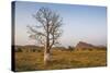 Lonely Baobab Tree in the Kimberleys, Western Australia, Australia, Pacific-Michael Runkel-Stretched Canvas