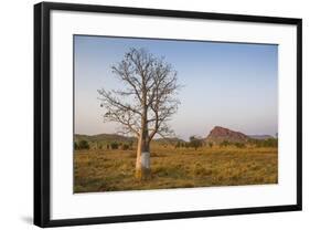 Lonely Baobab Tree in the Kimberleys, Western Australia, Australia, Pacific-Michael Runkel-Framed Photographic Print