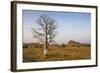 Lonely Baobab Tree in the Kimberleys, Western Australia, Australia, Pacific-Michael Runkel-Framed Photographic Print