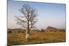 Lonely Baobab Tree in the Kimberleys, Western Australia, Australia, Pacific-Michael Runkel-Mounted Photographic Print