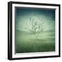 Lonely, Bare Tree in Middle of Foggy Field with Birds Flying Around-Bordeianu Andrei-Framed Photographic Print