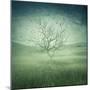 Lonely, Bare Tree in Middle of Foggy Field with Birds Flying Around-Bordeianu Andrei-Mounted Photographic Print