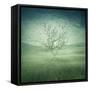 Lonely, Bare Tree in Middle of Foggy Field with Birds Flying Around-Bordeianu Andrei-Framed Stretched Canvas