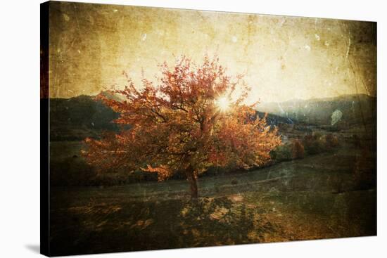 Lonely Beautiful Autumn Tree - Vintage Photo-melis-Stretched Canvas