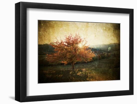 Lonely Beautiful Autumn Tree - Vintage Photo-melis-Framed Photographic Print