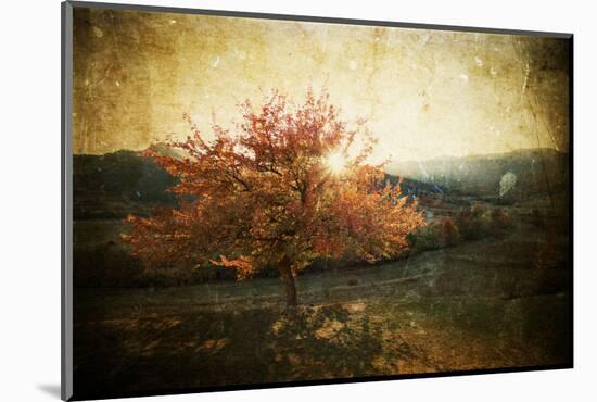 Lonely Beautiful Autumn Tree - Vintage Photo-melis-Mounted Photographic Print