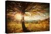 Lonely Beautiful Autumn Tree-melis-Stretched Canvas