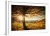 Lonely Beautiful Autumn Tree-melis-Framed Photographic Print