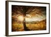 Lonely Beautiful Autumn Tree-melis-Framed Photographic Print