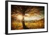 Lonely Beautiful Autumn Tree-melis-Framed Photographic Print