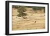 Lonely Bull Elk, Colorado, USA-Michael Scheufler-Framed Photographic Print