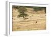 Lonely Bull Elk, Colorado, USA-Michael Scheufler-Framed Photographic Print