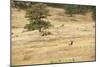 Lonely Bull Elk, Colorado, USA-Michael Scheufler-Mounted Photographic Print