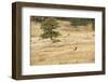 Lonely Bull Elk, Colorado, USA-Michael Scheufler-Framed Photographic Print