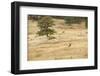 Lonely Bull Elk, Colorado, USA-Michael Scheufler-Framed Photographic Print