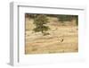 Lonely Bull Elk, Colorado, USA-Michael Scheufler-Framed Photographic Print