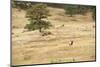 Lonely Bull Elk, Colorado, USA-Michael Scheufler-Mounted Photographic Print