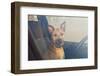 Lonely Dog Waiting in the Car-Maria Komar-Framed Photographic Print