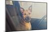 Lonely Dog Waiting in the Car-Maria Komar-Mounted Photographic Print