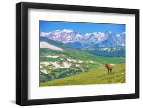 Lonely Elk Alpine Meadow-duallogic-Framed Premium Photographic Print