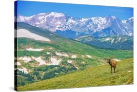 Lonely Elk Alpine Meadow-duallogic-Stretched Canvas