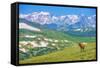 Lonely Elk Alpine Meadow-duallogic-Framed Stretched Canvas