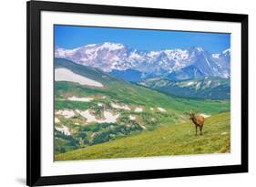 Lonely Elk Alpine Meadow-duallogic-Framed Photographic Print