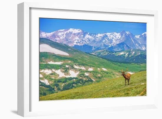 Lonely Elk Alpine Meadow-duallogic-Framed Photographic Print