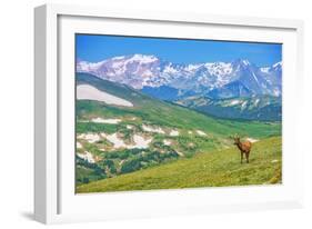 Lonely Elk Alpine Meadow-duallogic-Framed Photographic Print