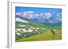 Lonely Elk Alpine Meadow-duallogic-Framed Photographic Print