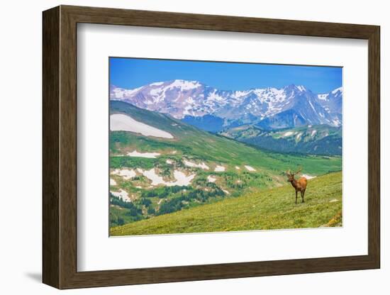 Lonely Elk Alpine Meadow-duallogic-Framed Photographic Print