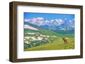 Lonely Elk Alpine Meadow-duallogic-Framed Photographic Print