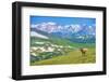 Lonely Elk Alpine Meadow-duallogic-Framed Photographic Print