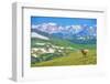 Lonely Elk Alpine Meadow-duallogic-Framed Photographic Print