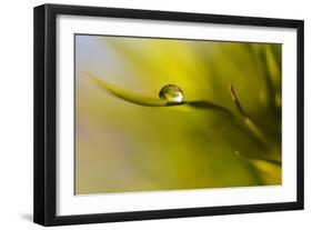 Lonely Green Drop-Heidi Westum-Framed Photographic Print