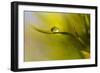 Lonely Green Drop-Heidi Westum-Framed Photographic Print