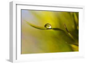 Lonely Green Drop-Heidi Westum-Framed Photographic Print