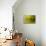 Lonely Green Drop-Heidi Westum-Mounted Photographic Print displayed on a wall