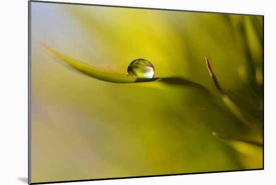 Lonely Green Drop-Heidi Westum-Mounted Photographic Print