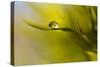 Lonely Green Drop-Heidi Westum-Stretched Canvas