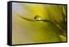 Lonely Green Drop-Heidi Westum-Framed Stretched Canvas