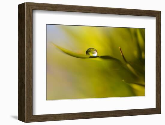 Lonely Green Drop-Heidi Westum-Framed Photographic Print