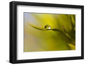 Lonely Green Drop-Heidi Westum-Framed Photographic Print