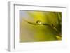 Lonely Green Drop-Heidi Westum-Framed Photographic Print