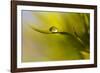 Lonely Green Drop-Heidi Westum-Framed Photographic Print