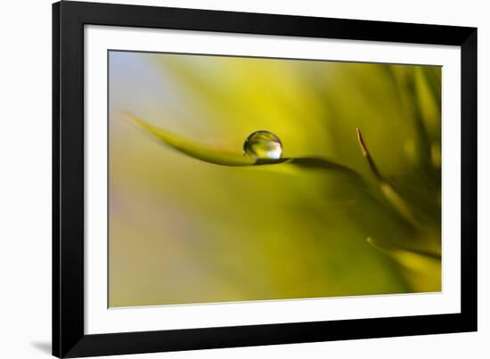 Lonely Green Drop-Heidi Westum-Framed Photographic Print