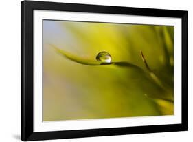 Lonely Green Drop-Heidi Westum-Framed Photographic Print