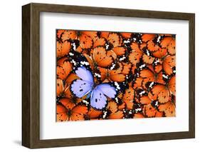 Lonely Lilac Butterfly among Set of Others Orange Used as a Background. Different from Others. Colo-Protasov AN-Framed Photographic Print