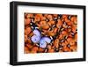 Lonely Lilac Butterfly among Set of Others Orange Used as a Background. Different from Others. Colo-Protasov AN-Framed Photographic Print
