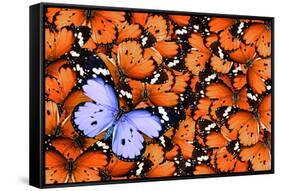 Lonely Lilac Butterfly among Set of Others Orange Used as a Background. Different from Others. Colo-Protasov AN-Framed Stretched Canvas